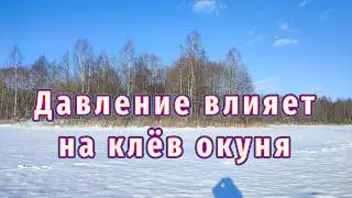 Почти Весна и окунь готовится клевать! Давление улучшает клёв!