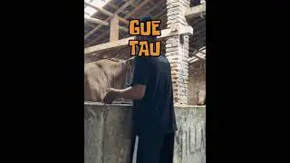 #fypage #sapi #sapijumbongamuk #fypシ゚viral #sapimengamuk #cow #sapiambruk
