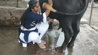 Two Buffalo milking in one video. how to milk Buffalo .Buffalo milking by Hand | Desi Village life