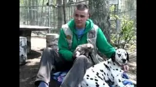 Собака далматин усыновила волчонка