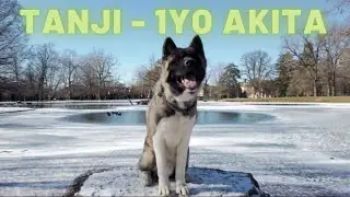 TANJIRO 1 year old AKITA | Off Leash Obedience | E-Collar Training