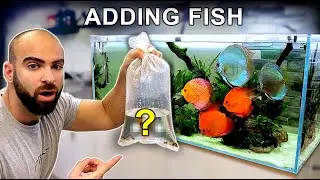ADDING *NEW FISH* to XL DISCUS AQUARIUM! (will they survive the attack?!) | MD Fish Tanks