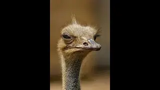 OstrichGate  Operation Botched Job (SNAFU)  *Profanity Warning*