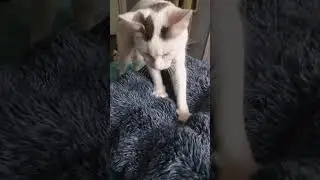 like if you're catdose this