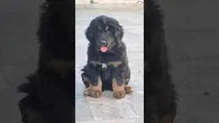 7018171204 Gaddi have bone puppy #puppy Pranav dog kennel Punjab Himachal Pradesh Jammu