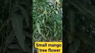 small mango tree flower #shorts #viral #facts