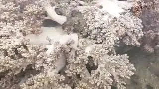 Litophyton arboreum (broccoli coral)