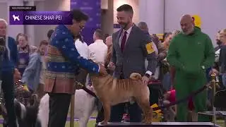 Chinese Shar-Pei | Breed Judging 2026