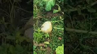 Fresh Leafy Greens and Root Vegetables #labeeqagrifarm #OrganicFarming #HarvestingTips