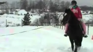 Splendor Morgan rescue horse.flv
