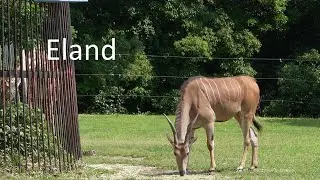 Eland 20240525／Toyohashi Zoo & Botanical Park（non_hoi_park）／4K