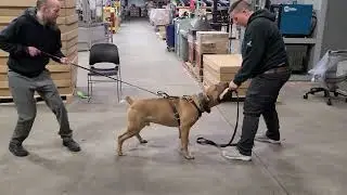Boerboel - Grip Mechanics in Bitework (Read Description)