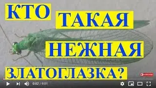 Кто Такая Нежная Златоглазка? Золотоочка Chrysopa carnea.