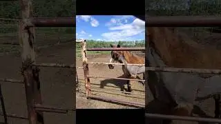 Pony Learning Treat Taking Manners