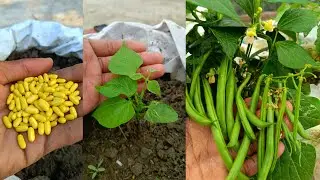 Как вырастить фасоль 🫛 из семян