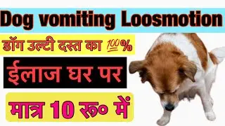 Dog vomiting loose motion treatment ||डॉग उल्टी दस्त का इलाज 