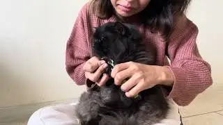 How to trim cats nails