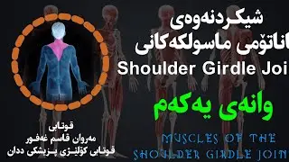 ئاناتۆمی پەیکەرە ماسولکەکانی لەش. Muscles of shoulder girdle joints