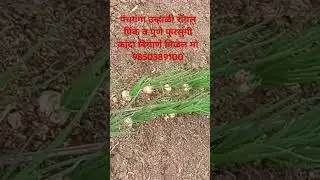 पंचगंगा उन्हाळी रॉयल पिंक व पुणे फुरसुंगी कांदा बियाणे मिळेल मो 9850389100