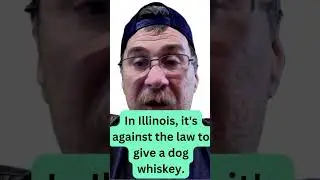 Wild and Crazy Animal Laws And Strange Animal Laws
