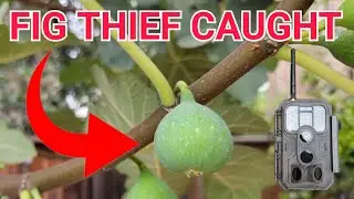 Who steal my Figs? Caught on GardePro E8 2 0 Pro Trail Camera