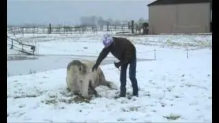 Eddy Modde - horse fun in the snow