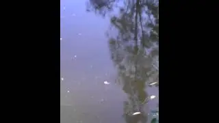 Cicada Smashed Off The Surface