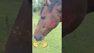 Kimi No Toriko, Japanese horse confused, Funny Memes 😂