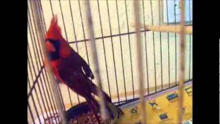 pigeonsyco : cardenal norte&ntilde;o