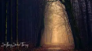 SOOTHING SOUND -  NIGHT INSECT SOUNDS