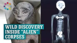 Doctors claim Mexico &lsquo;alien corpses&rsquo; are &lsquo;biological&rsquo; single skeleton