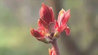 Immersive Natural Soundscape for Relaxation and Meditation - 8D Audio Experience