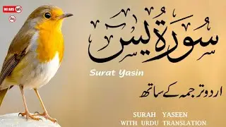 Surah Yaseen with Urdu & Hindi Translation | Soothing Recitation by Qari Ismail Al Nouri | Epi 307