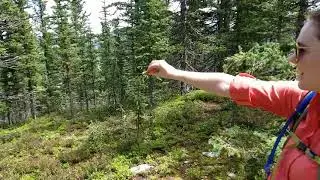 Camp robber on Raven's Ridge