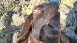 Kar'da yaylım sohbet muhabbet 