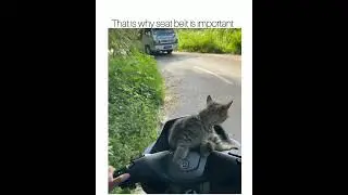 Zero survival instinct. #cat #cats