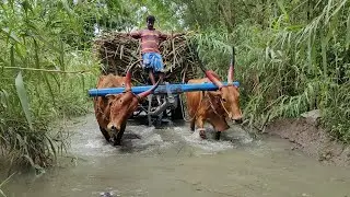 Bullock Cart fully loaded sugarcane in stream water ride