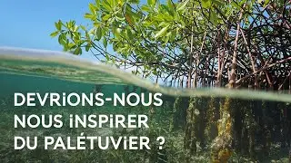 Le pal&eacute;tuvier, cet arbre gymnaste