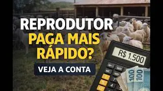 Vender para Abate ou Reprodu&ccedil;&atilde;o ? O tempo de retorno muda MUITO