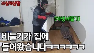 비둘기 사냥하는 법