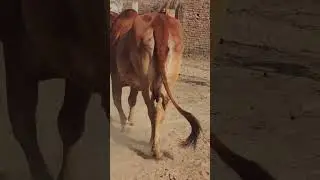 Top breed sahiwal cow#instasong#reelviral#cow#####......
