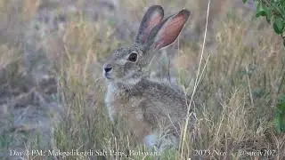 scrub hare - part 3 - stays cool in the shade