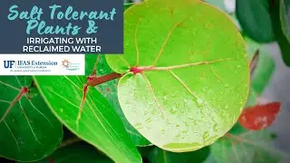 Salt Tolerant Plants & Irrigating with Reclaimed Water