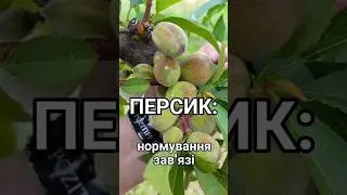 Персики по 400 грам. #pozitiff_garden #garden #peach  #персик #нормування_плодів