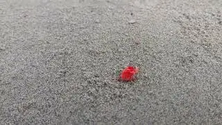 Rear Red velvet spider