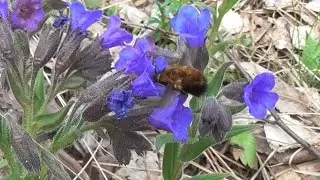 Жужжало. ( Bombyliidae )