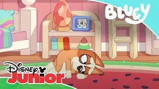 Bluey: Jugando con Bingo y Bluey | Disney Junior Oficial