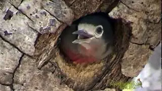 CARPINTERO (Puerto Rican Woodpecker, Melanerpes portoricensis)cr&iacute;a de cantando porque tiene hambre