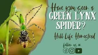Have you seen a Green Lynx Spider before? #lynx  #spider