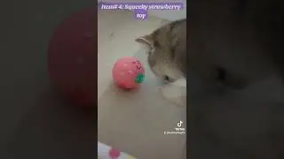 Kitten checks out the Summer 2024 Pusheen Cat Kit subscription box